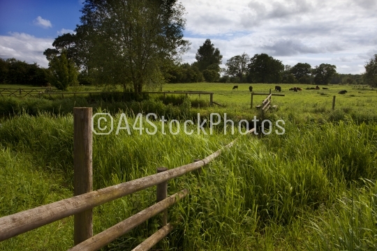 English water meadow