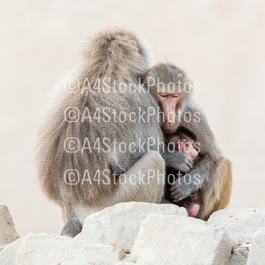Family of baboons sitting very close together
