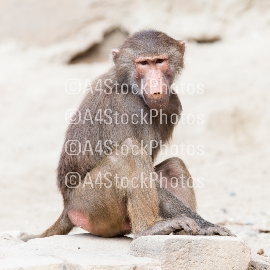 Female macaque monkey