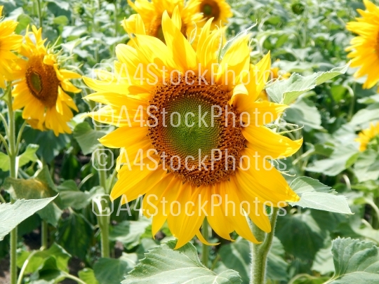 Field of sunflowers texture