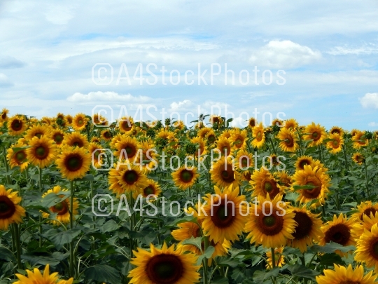 Field of sunflowers texture