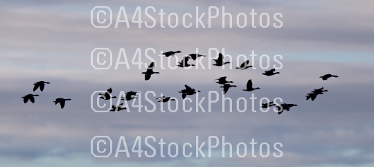 Flock of geese Anser albifrons (silhouette) flying over the Atla