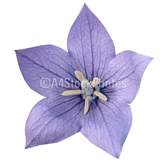 Flower purple bluebell 