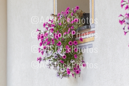 Flowers in a window