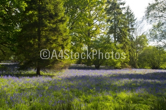 Forest clearing with bluebells