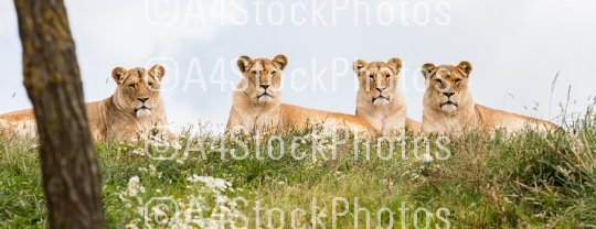 Four female lions