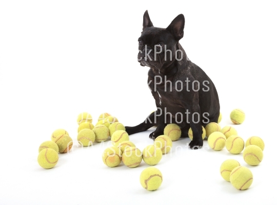 French bulldog with tennisballs, isolated