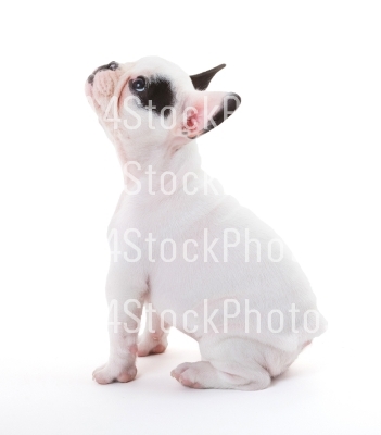 French puppy bulldog, isolated