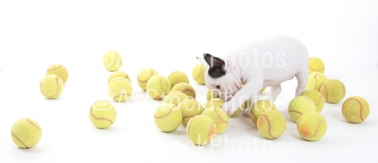 French puppy bulldog with tennisballs, isolated