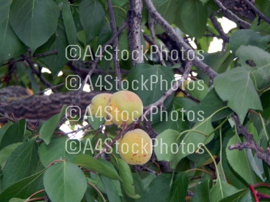 Fruit growing on the tree fruits matured