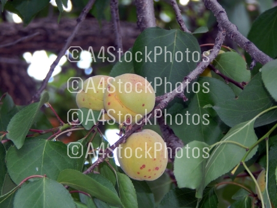 Fruit growing on the tree fruits matured