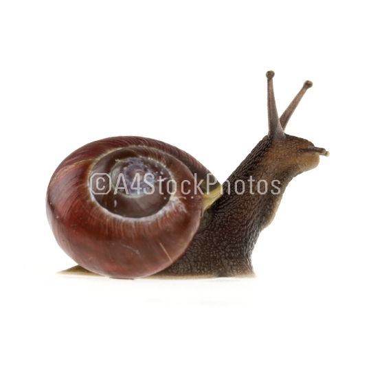Garden snail (Helix aspersa) 