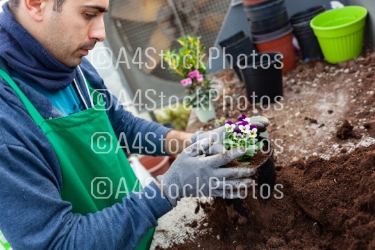 Gardener in a greenhouse transplant pansies for sale.