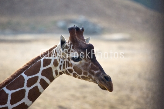 Giraffe 1