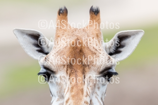 Giraffe close up, selective focus