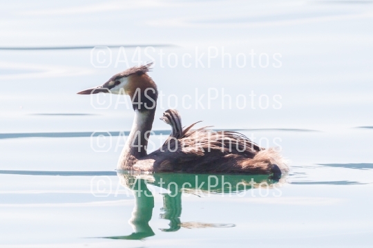 Great crested grebe (Podiceps cristatus) with chick on back