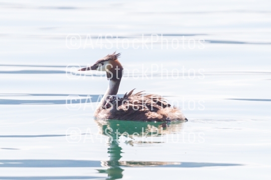 Great crested grebe (Podiceps cristatus) with chick on back