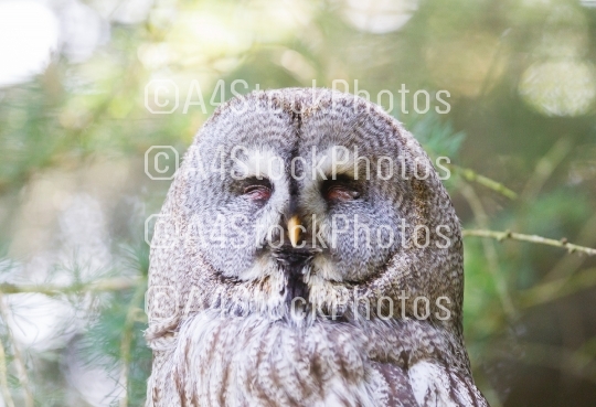 Great grey owl or Lapland Owl close-up portrait