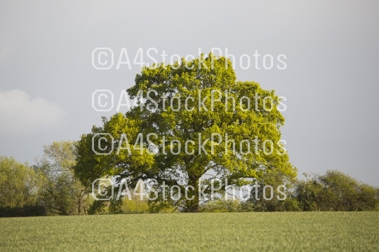 Hedge oak