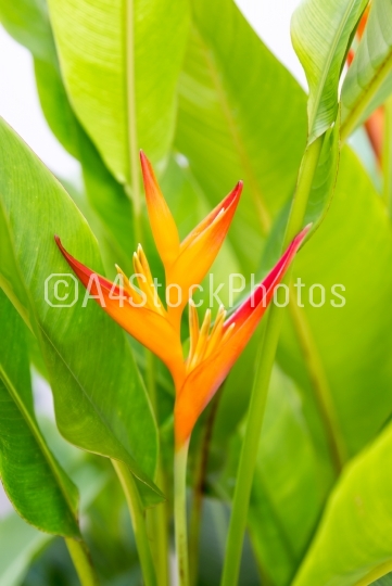 Heliconia flower with green leaves