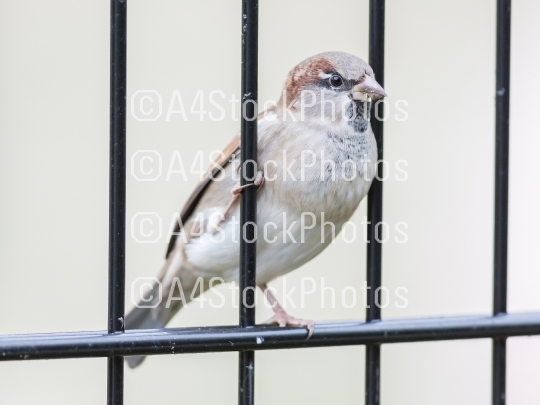 House Sparrow on old fence