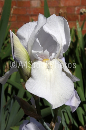 Iris White (Iridaceae)