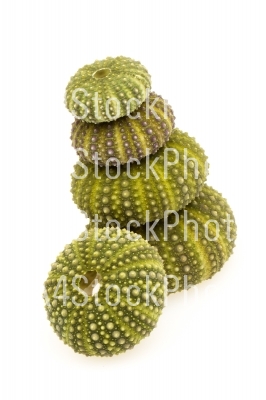 Isolated green sea urchins