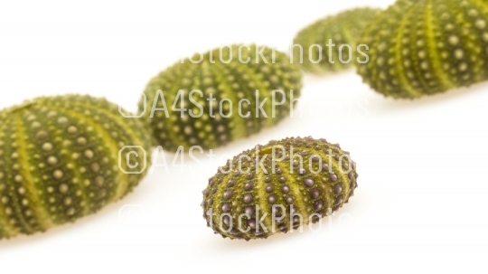 Isolated green sea urchins