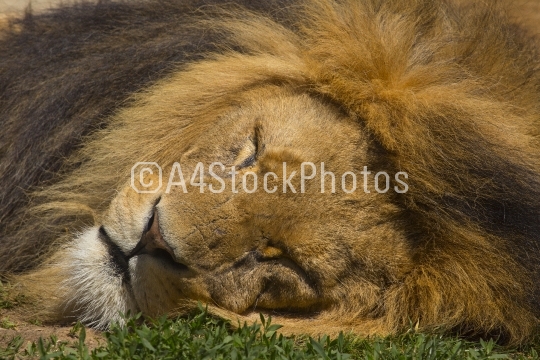 Lion asleep