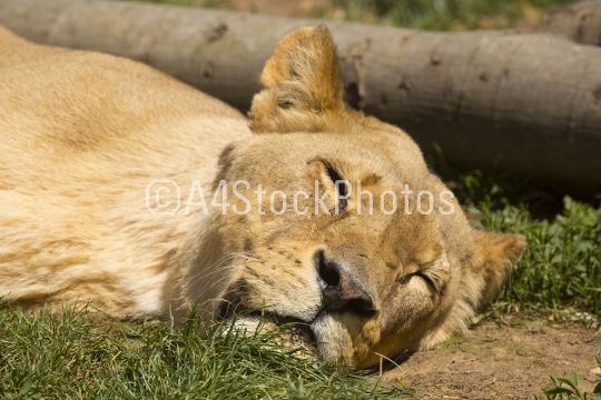 Lioness sleeping in the sun