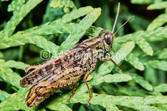 Little brown grasshopper 
