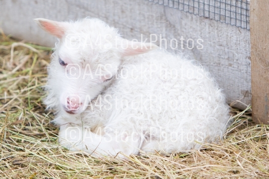 Little newborn lamb resting on the grass