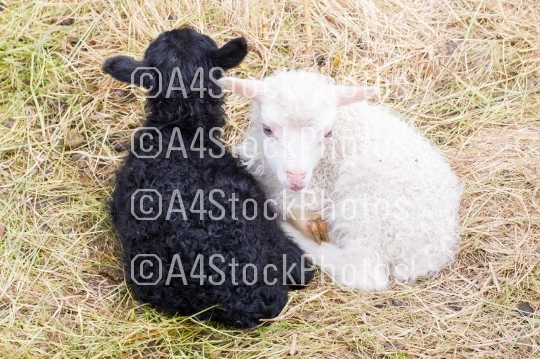 Little newborn lambs resting on the grass - Black and white
