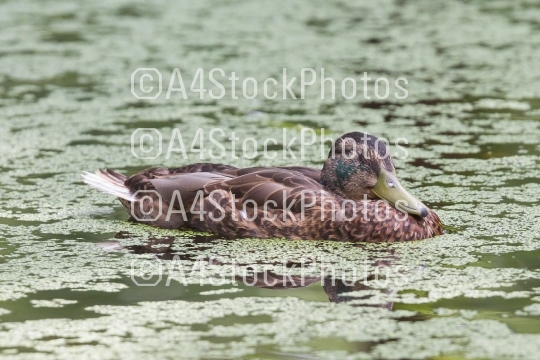 Mallard duck female swimming on the water