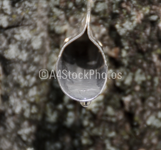 Maple tree tapping
