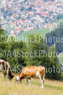 Milk cow in a meadow, Austria