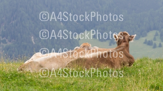 Milk cows in a meadow, Austria