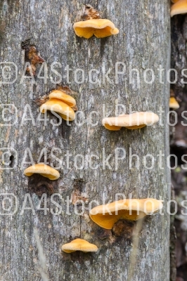Mushrooms on the tree