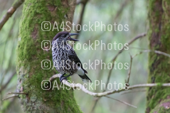 Nutcracker, adult - Sitting in a tree
