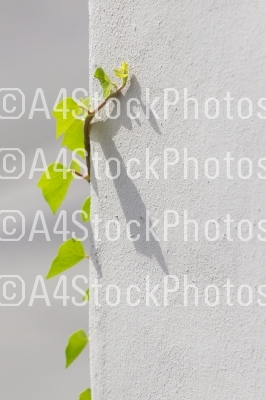 Old cement wall background with ivy climbing tree