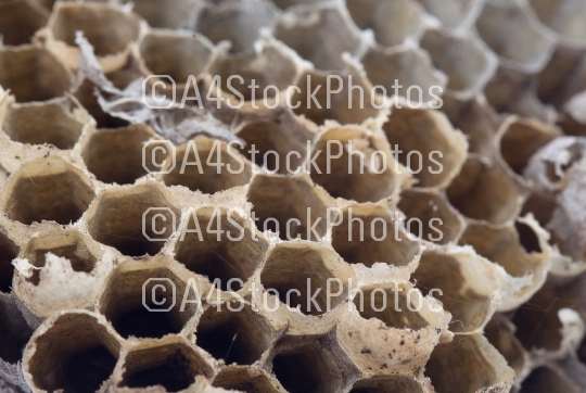 Old honeycomb isolated 
