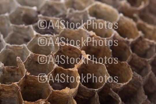 Old honeycomb isolated - Selective focus
