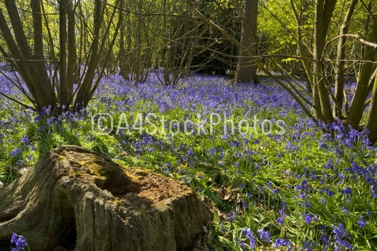 Old tree stump in a bluebell wood
