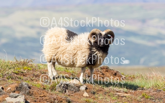 One Icelandic big horn sheep