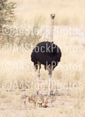 Ostrich family walking in the Kalahari
