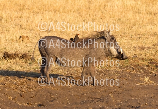 Oxpeckers sitting on a warthog, Namibia