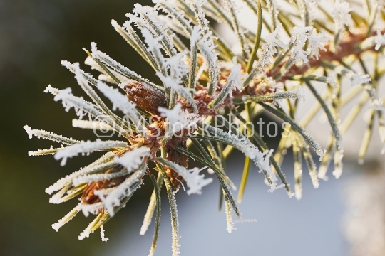 Pine branch with frost