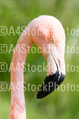 Pink flamingo close-up
