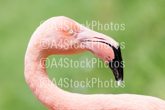 Pink flamingo close-up