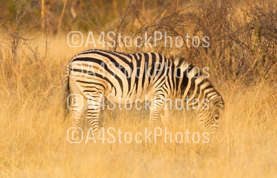 Plains zebra (Equus quagga) in the grassy nature, evening sun